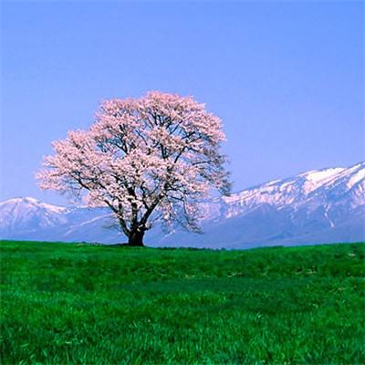 沙滩挖挖乐游戏下载